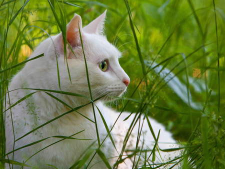 White cat in grass - white, animal, kitten, cat, feline, grass