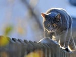 Cat on fence