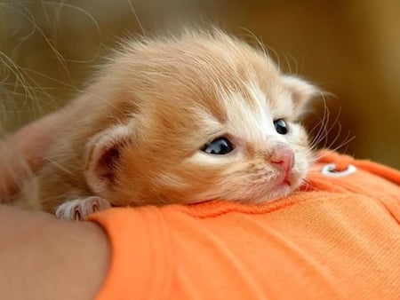 Kitten on shoulder - animal, feline, cat, kitten