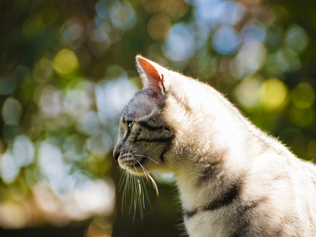 Tabby - cat, feline, animal, kitten