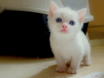 Whitte kitten