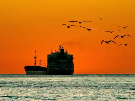 Sunset - sky, bird, sunset, nature, sailboat