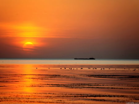 Sea sunset - sky, nature, sunset, bird