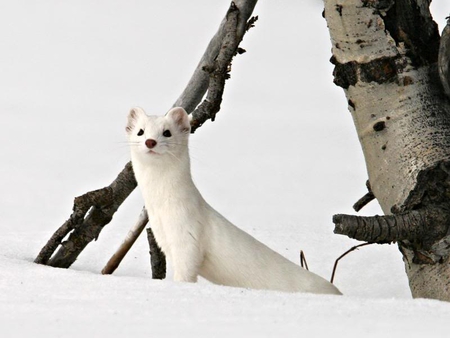 Ermine - snow, ermine, white, tree