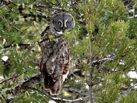 Great Gray Owl - tree, owl, gray, bird