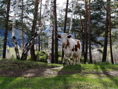 Cow - forest, animal, cow, tree, nature, grass