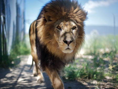 Lion - wildlife, nature, lion, jungle, animal