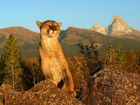 Mountain Dweller - sky, lion, mountain, cat