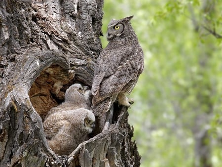 Great Horned Family in a Tree - owl, bird, youngsters, tree