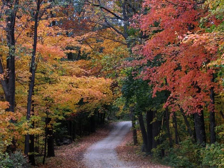 This Looks Like The Right Way To Go - forest, trees, road, autumn