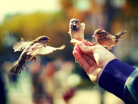 The life is in your hands!!!! - animal, nature, bird, hand