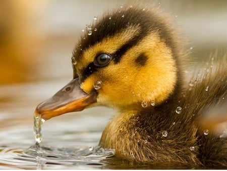 Tenderness - duck, baby, water, animal, drop