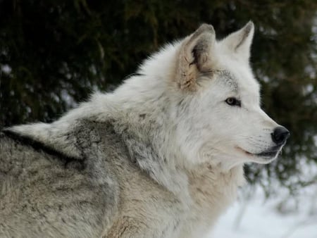 Lakota Wolf - snow, white, lakota, wolf