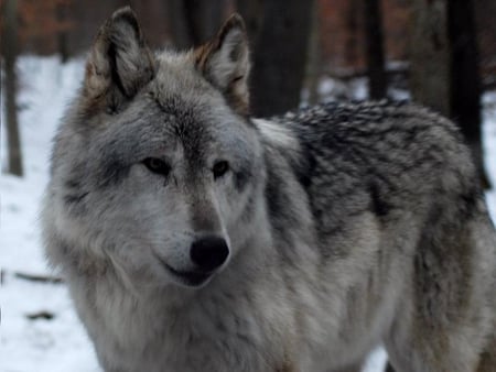 I Want One Too! - fur, lakota, wolf, gray