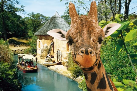 Whatcha Lookin At? - preserve, boat, eyes, zoo, silly, fur, river, tour, nature, funny, giraffe, ride, face