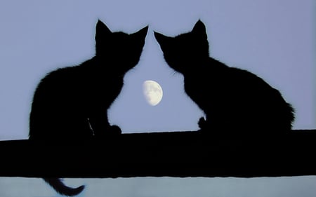 cats under the moon - moon, trees, cats, animals, kittens, night