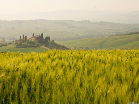 Fields - field, tree, nature, mountain