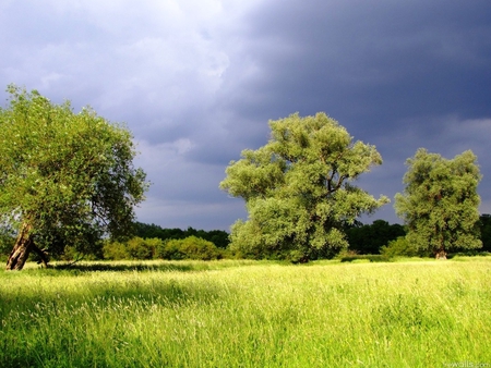 Landscape - field, tree, nature, grass