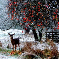 Holiday deer