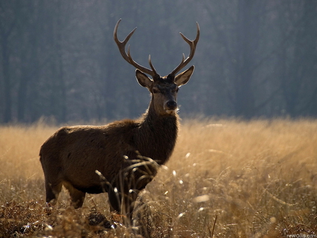 Deer - tree, animal, nature, deer