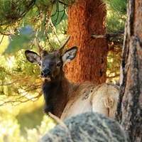 Deer in prairie