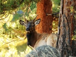 Deer in prairie