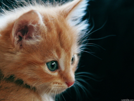 Baby kitten - animal, kitten, feline, sweet, cat