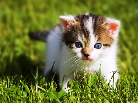 Kitten in grass - animal, kitten, cat, sweet, feline, grass