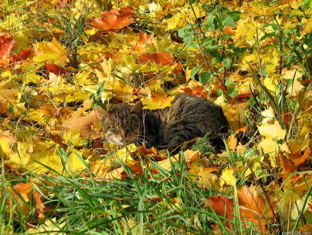 Autumn cat - fall, animal, kitten, cat, leaf, sweet, feline, autumn