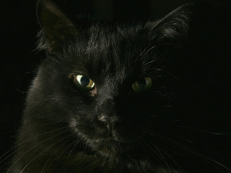 Black cat - cat, animal, feline, sweet, black, kitten