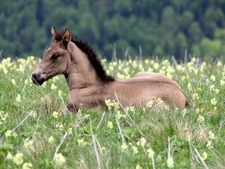 Horse among flowers * For horse2 (Dana) - animal, nature, run, field, horse