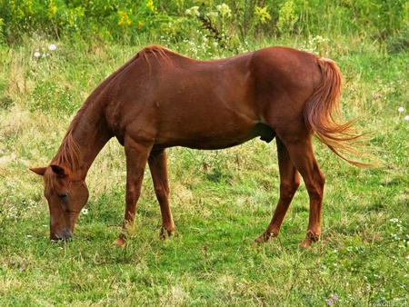 Horse in grass - animal, nature, run, grass, horse