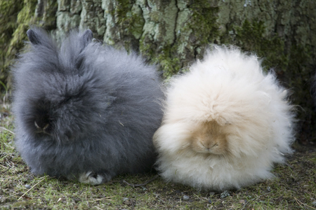 Hippie Bunnies - black, bunnies, white, longhaired