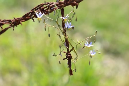 Beauty and the beast - rusted, old, barbed wire, wild flower, flower