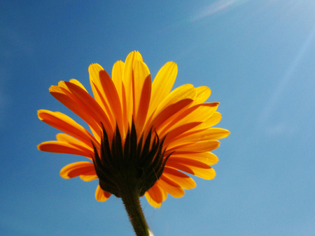 Yellow daisy - flower, yellow, margarita, nature, petal, daisy