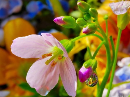 Holiday flower - flower, yellow, nature, petal