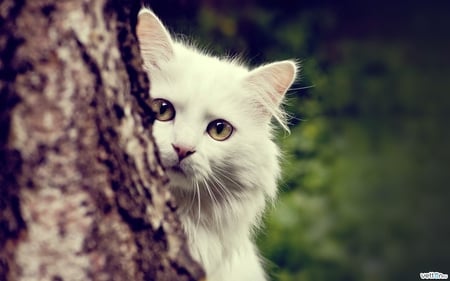 Hidden beauty - animal, kitten, feline, tree, cat