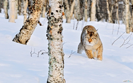 Bobcat - animal, kitten, cat, feline, tree, snow