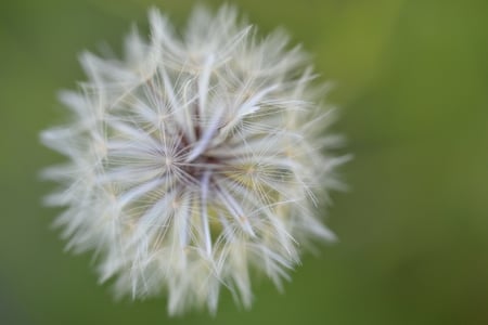 Macro photography - macro, flower seed, close up, photography