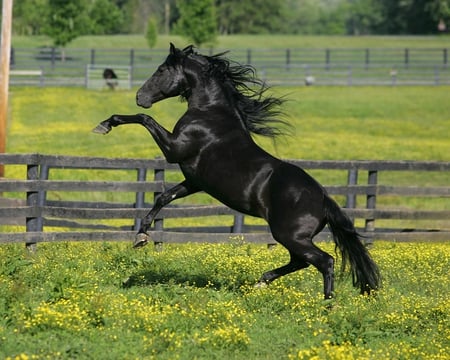 Beautiful Black - animal, horses, black, equine