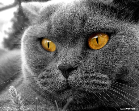 Grey cat - Cats & Animals Background Wallpapers on Desktop Nexus (Image ...