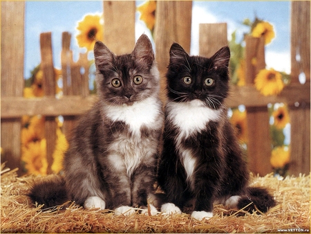 Kittens and sunflowers - flower, animal, fence, kitten, cat, feline, sunflower