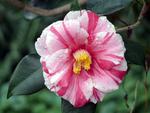 Camellia 