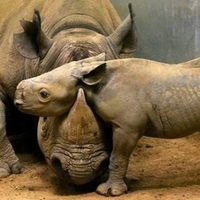 MOTHER AND BABY RHINOS