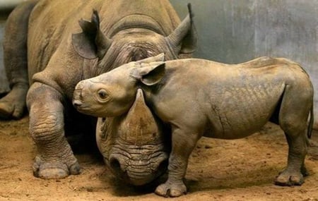 MOTHER AND BABY RHINOS