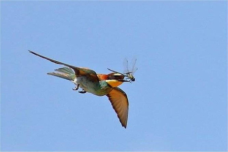 BEE EATER IN FLIGHT - lunch, bird, flying, sky