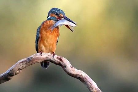 KINGFISHER - lunch, bird, branch, fish