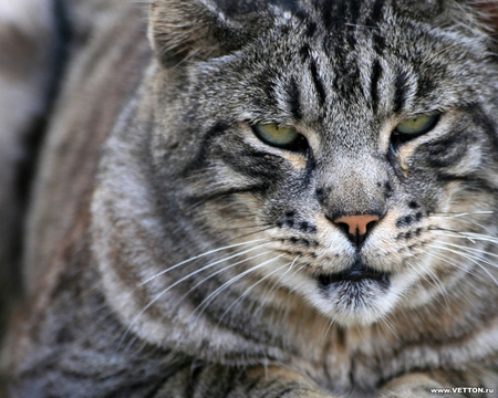 Wild look - cat, feline, animal, kitten