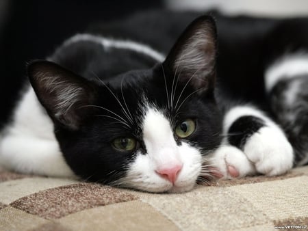 Black and white kitten - animal, kitten, feline, cat, calico