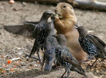 PLEASE SHARE, - share, squirrel, eating, birds